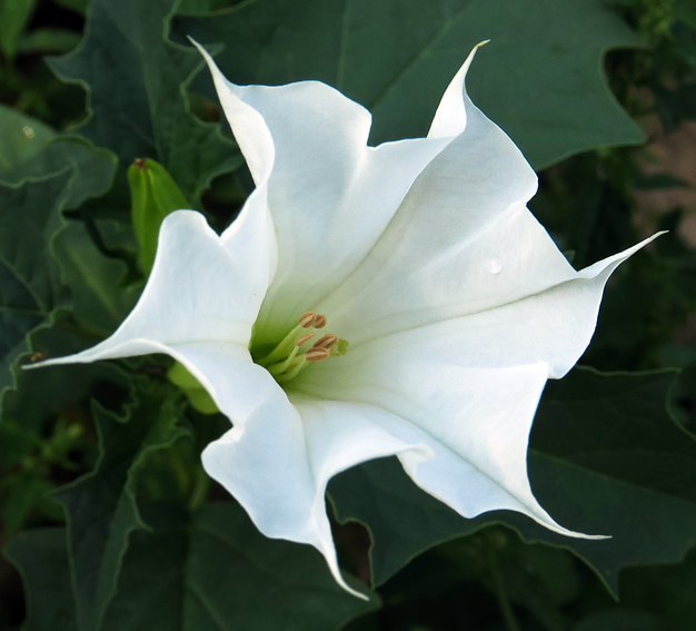 Datura